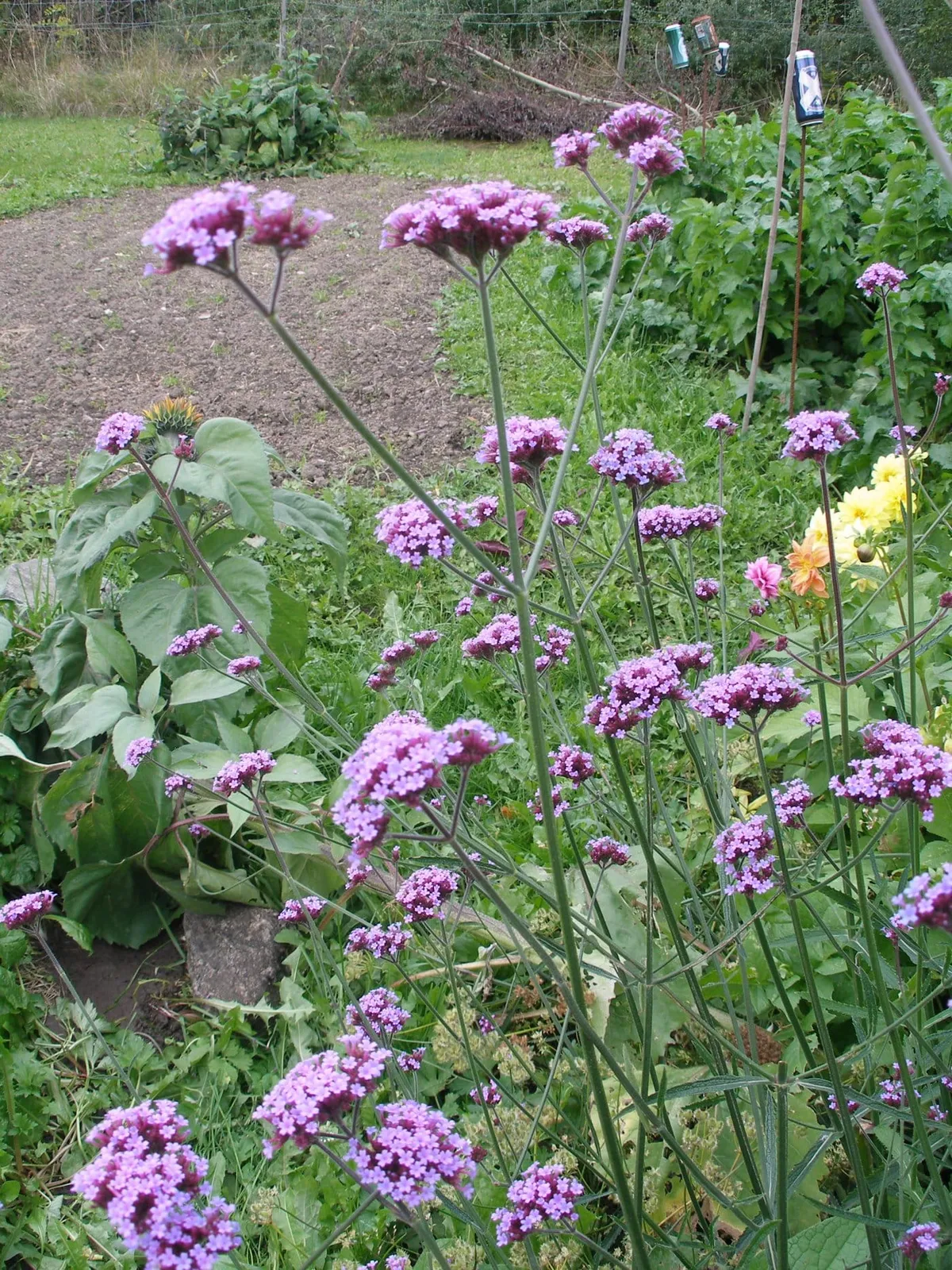 Jätteverbena 'Jätteverbena', ekofrö - bild 2