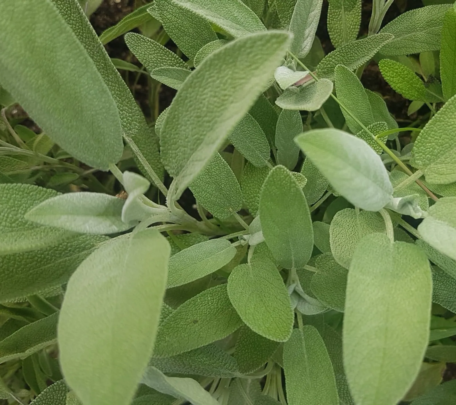 Salvia 'Salvia', ekofrö - bild 1