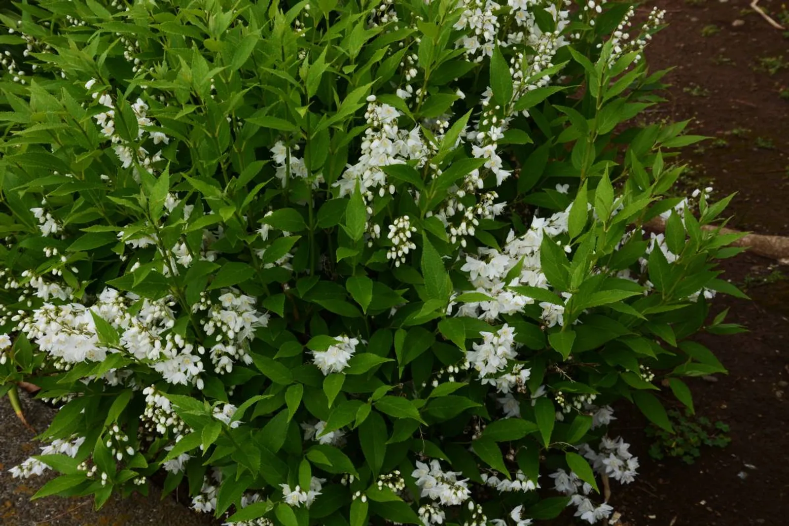 Bruddeutzia, 15-30 cm - bild 1