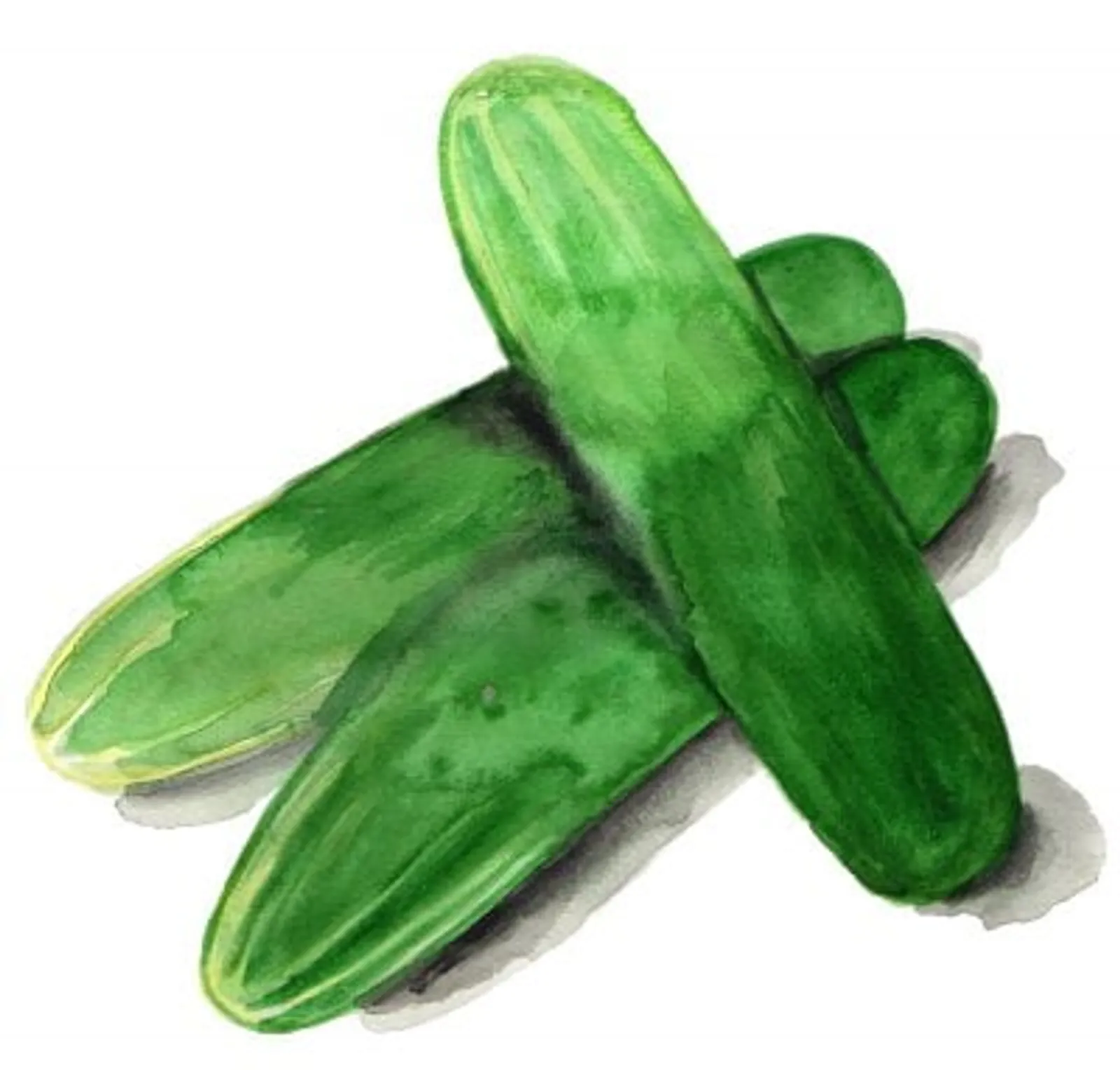 Gurka 'Tanja', Frö - bild 1