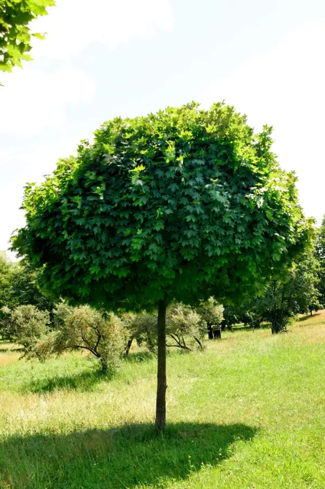 Klotlönn 'Globosum', Högstammat träd - bild 1