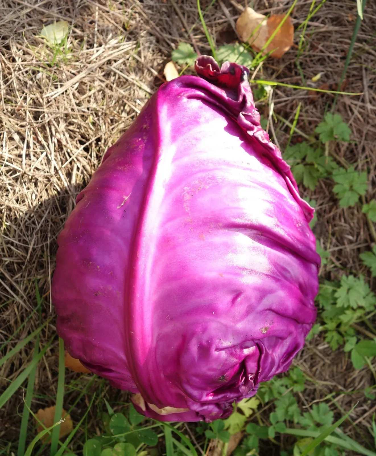 Spetskål 'Kalibos', ekofrö - bild 3