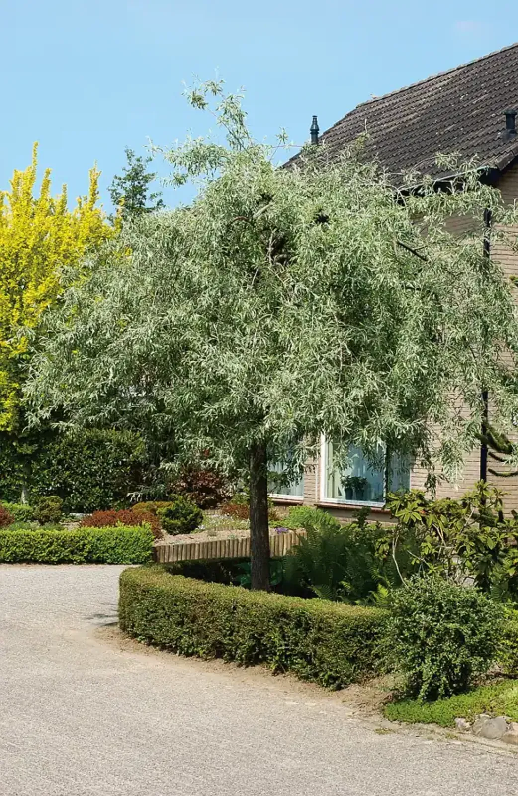 Silverpäron 'Pendula', Högstammat träd - bild 1