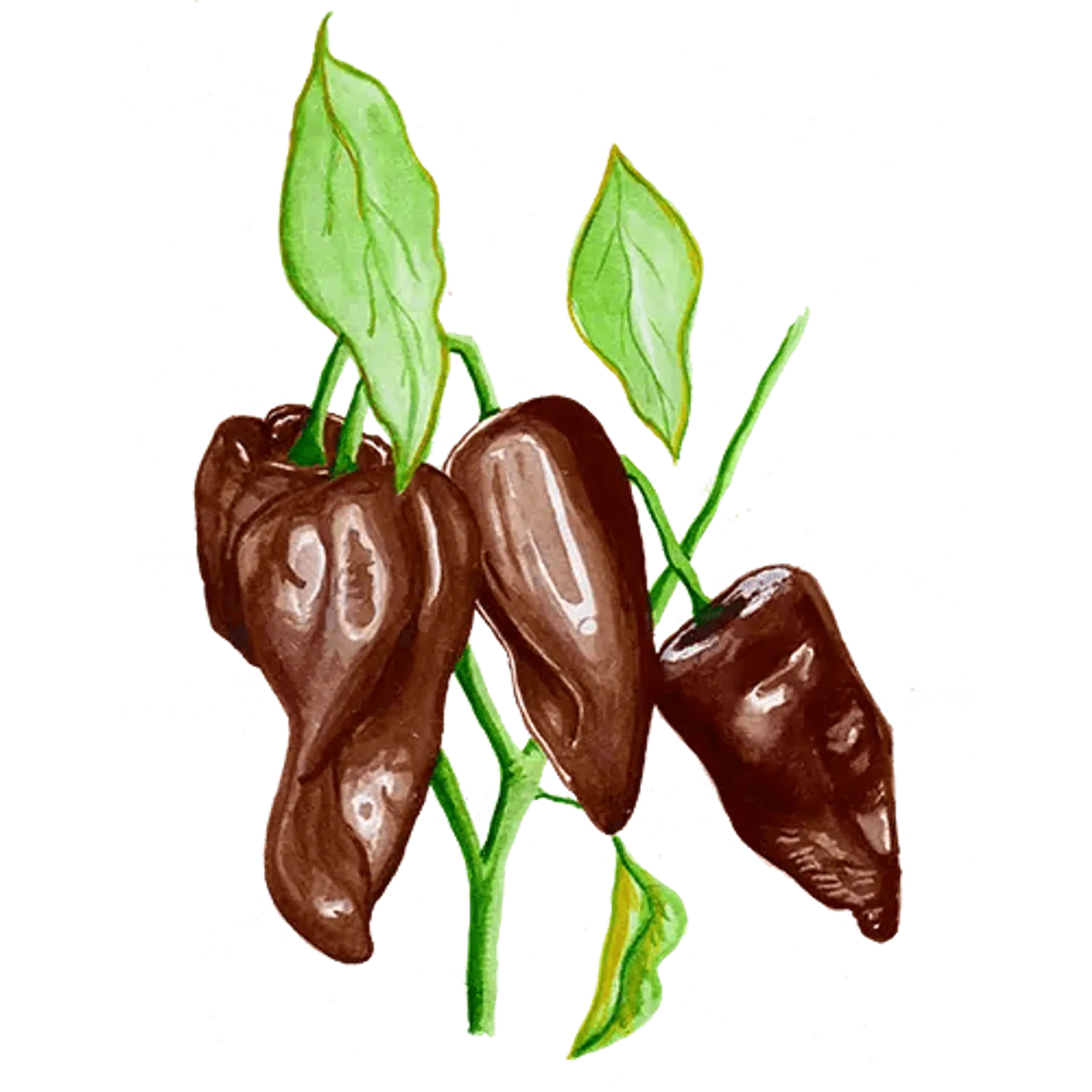 Chili 'Mulato Isleno', Frö - bild 1