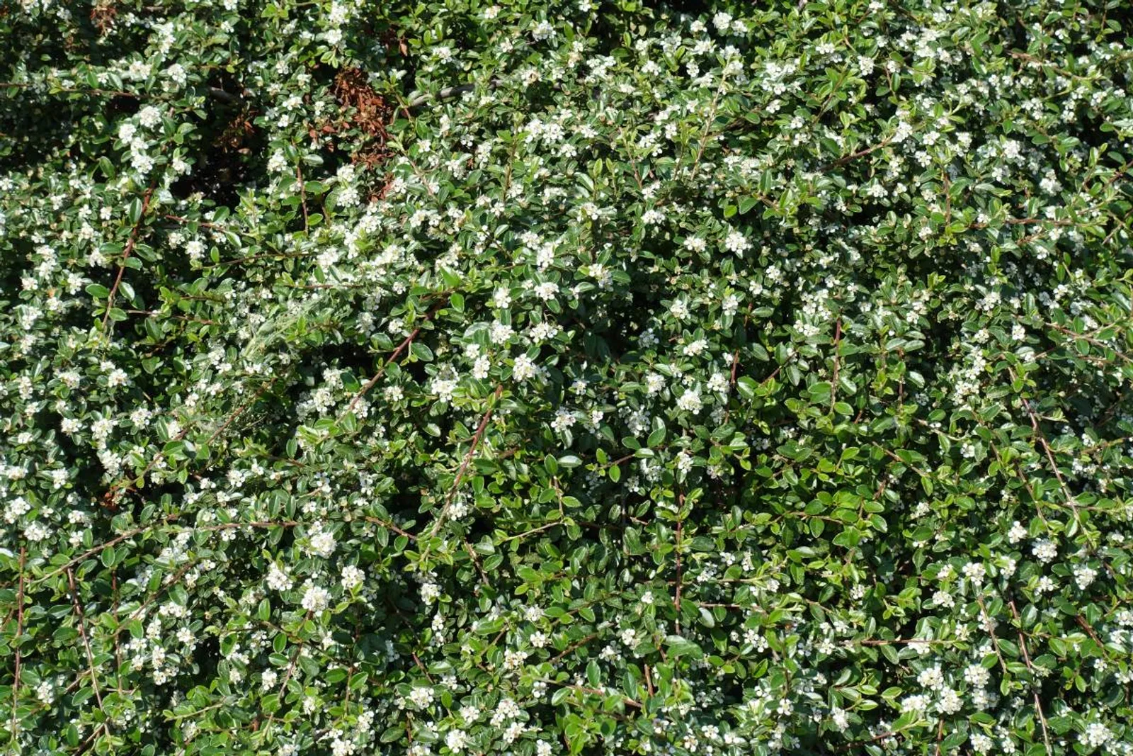 Skogholmsoxbär 'Skogholm', 10-20 cm - bild 4