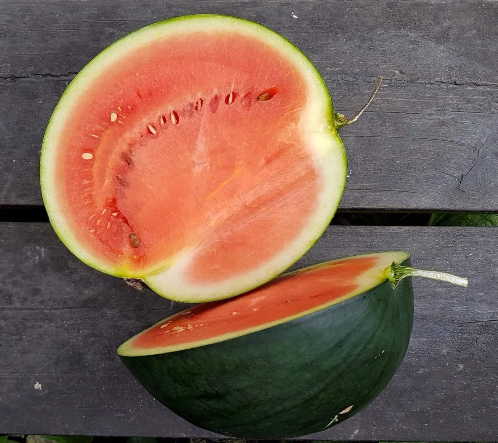 Melon 'Sugar Baby', ekofrö - bild 1