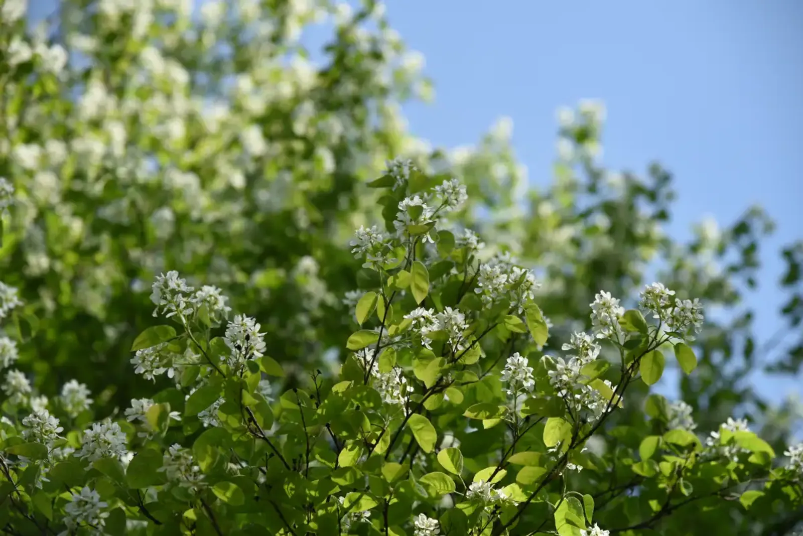 Bärhäggmispel, 50-80 cm - bild 2