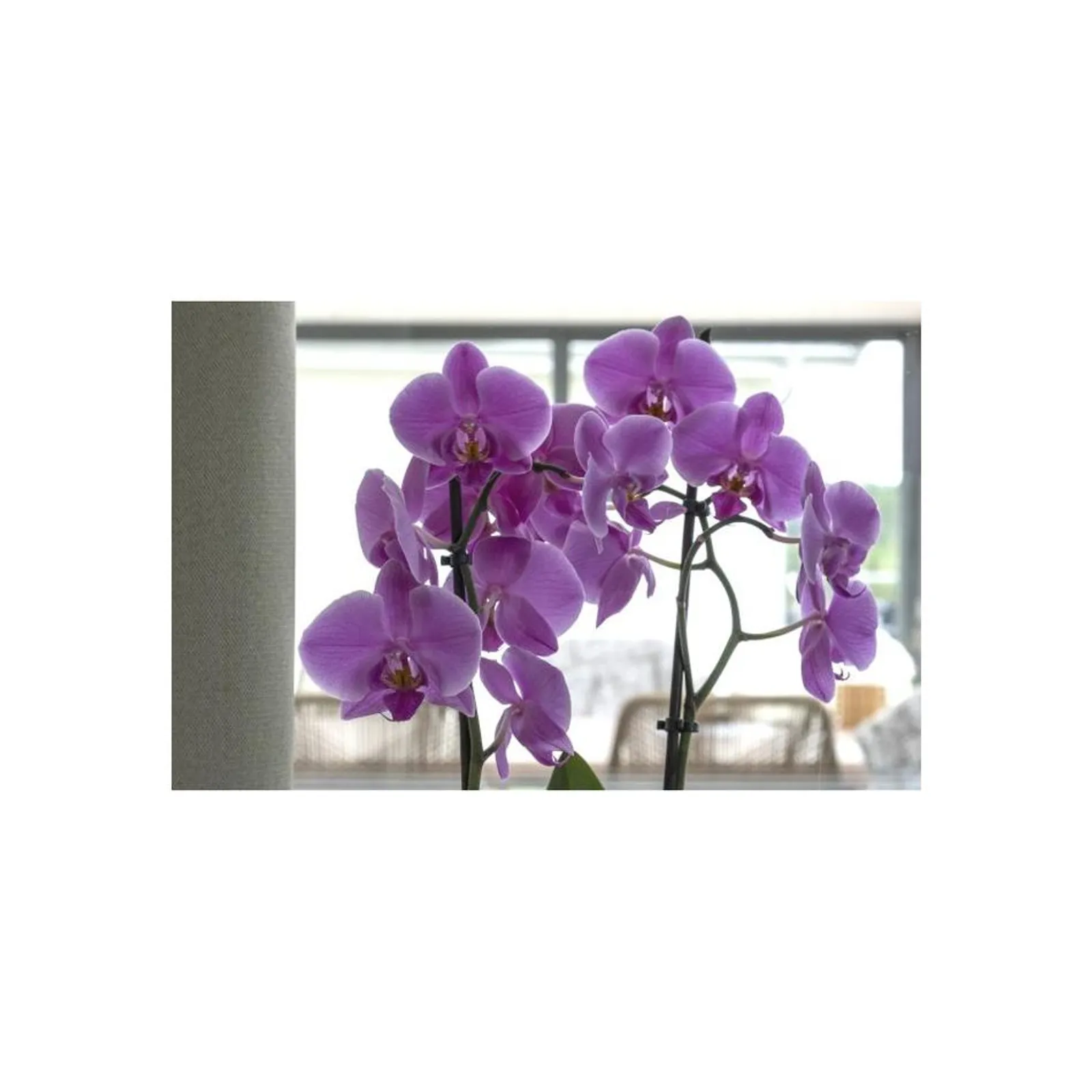 Orkidénäring Blomstra 300 ml - bild 1