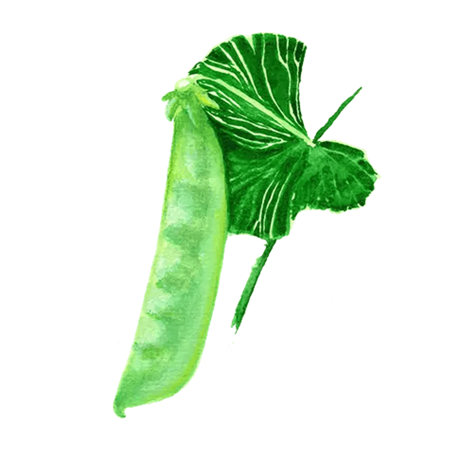 Låg sockerärt 'Norli', Frö - bild 1