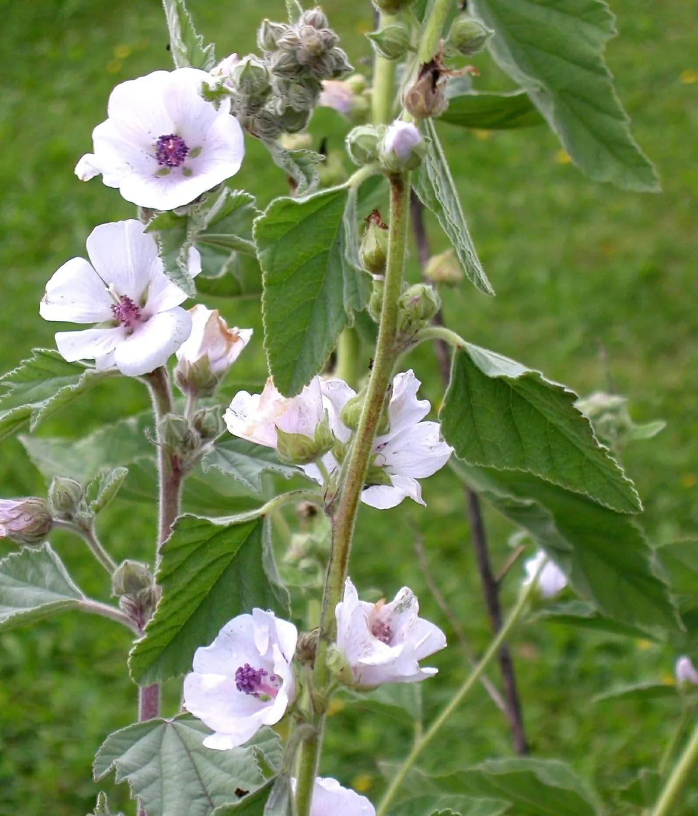 Läkemalva 'Läkemalva', ekofrö - bild 1