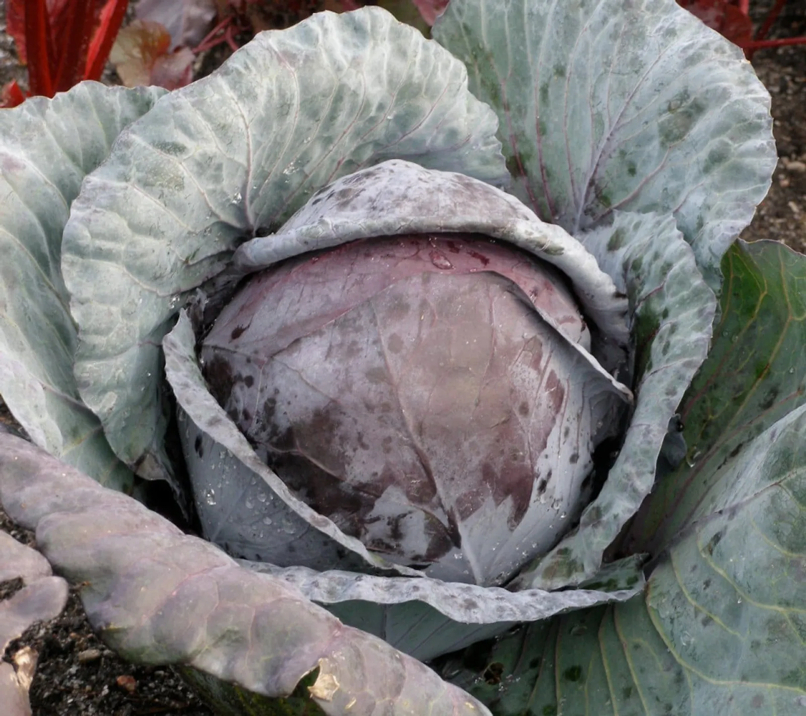 Rödkål 'Cabeza', ekofrö - bild 1