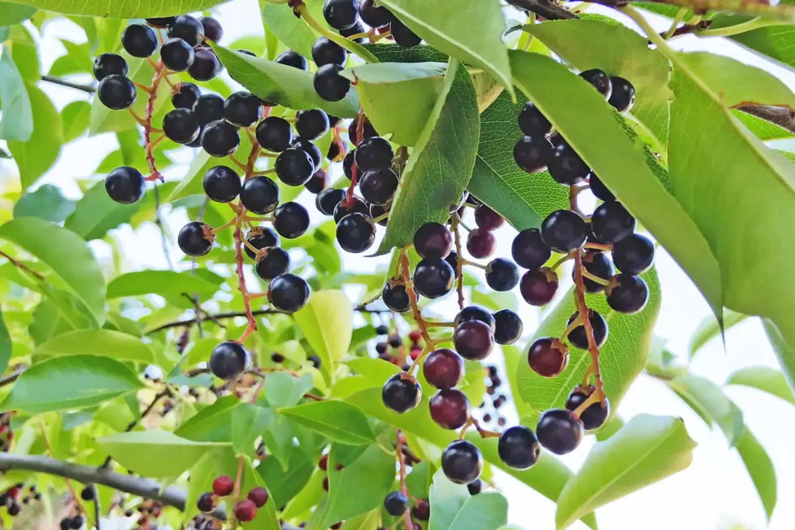 Hägg, 50-80 cm - bild 4