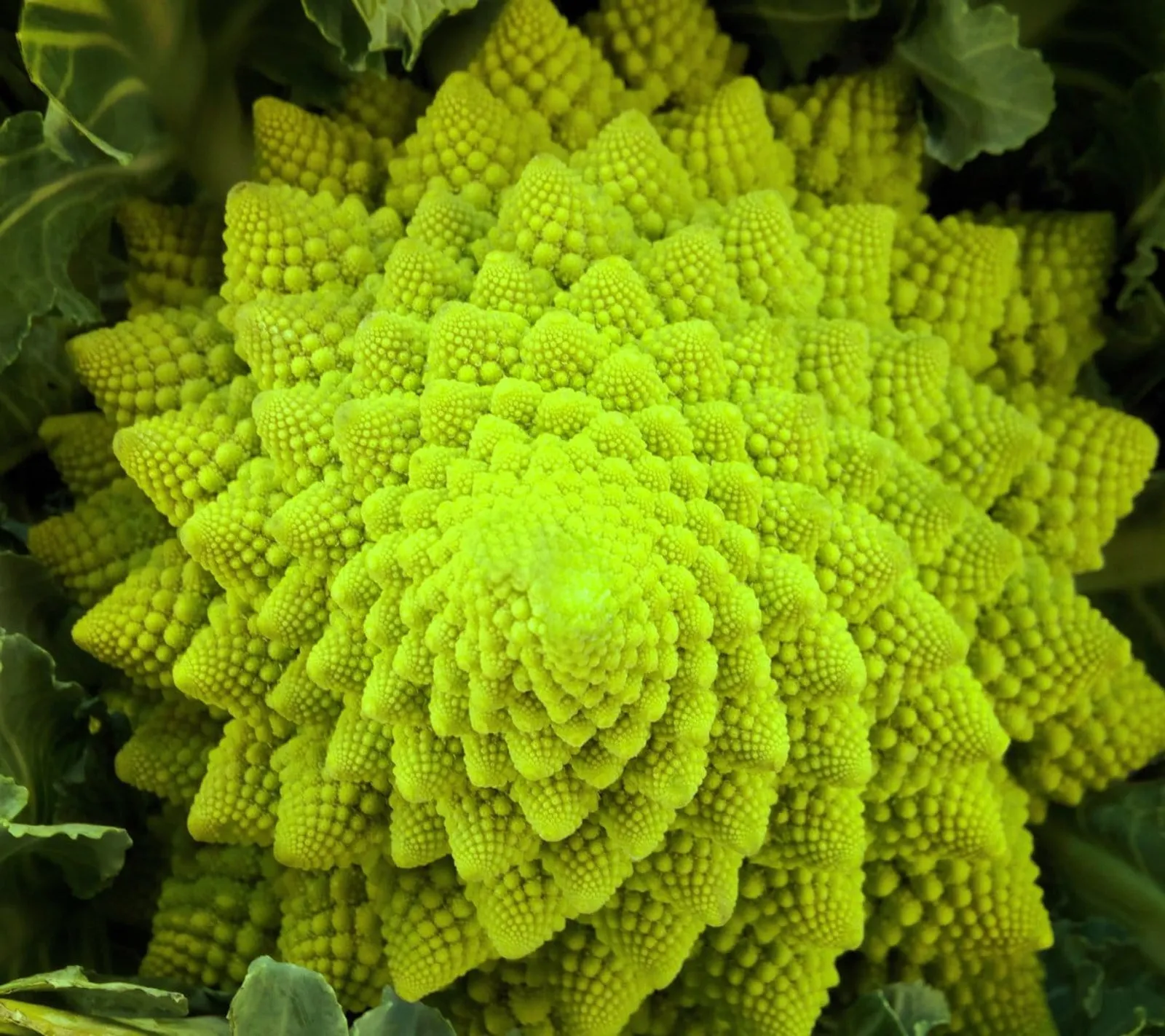 Broccolo 'Natalino Romanesco ', ekofrö - bild 1