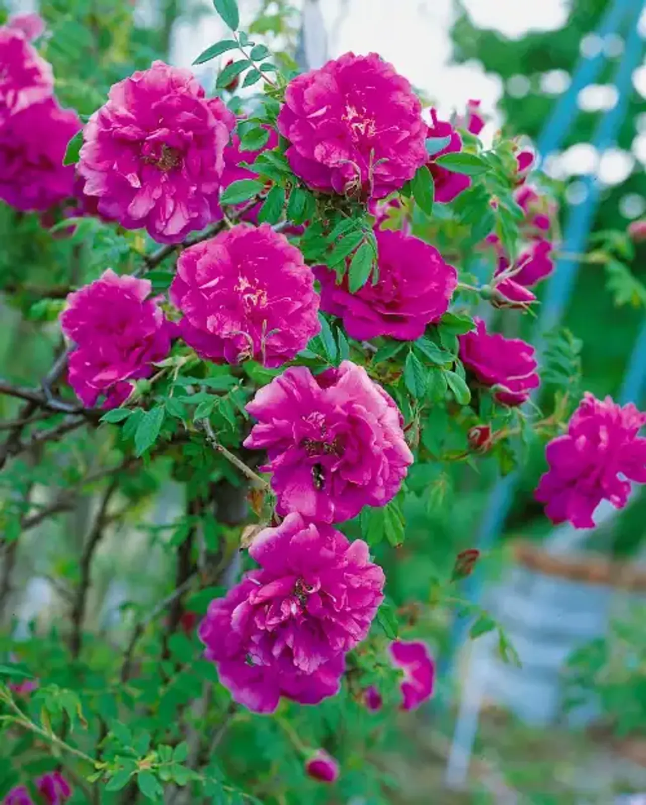 Rugosa-ros 'Hansa', 30-50 cm - bild 2