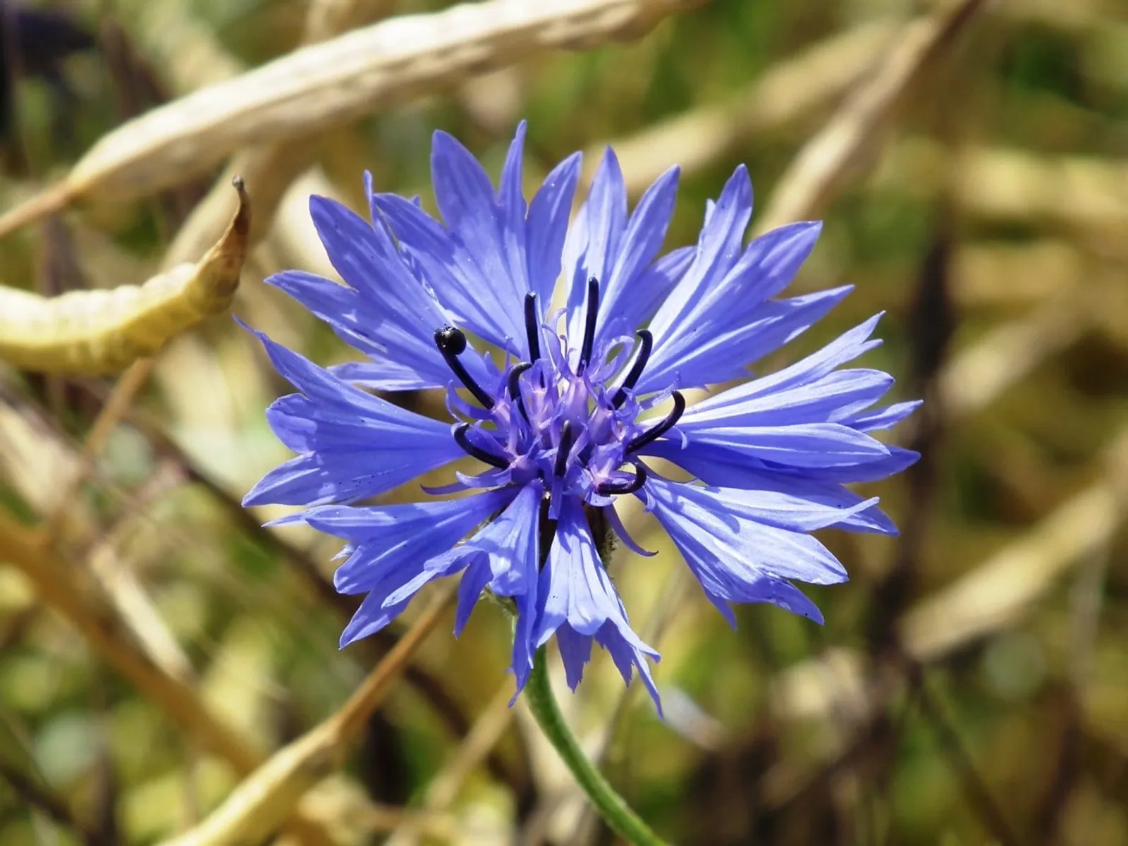 Klint 'Blue Boy', ekofrö - bild 3
