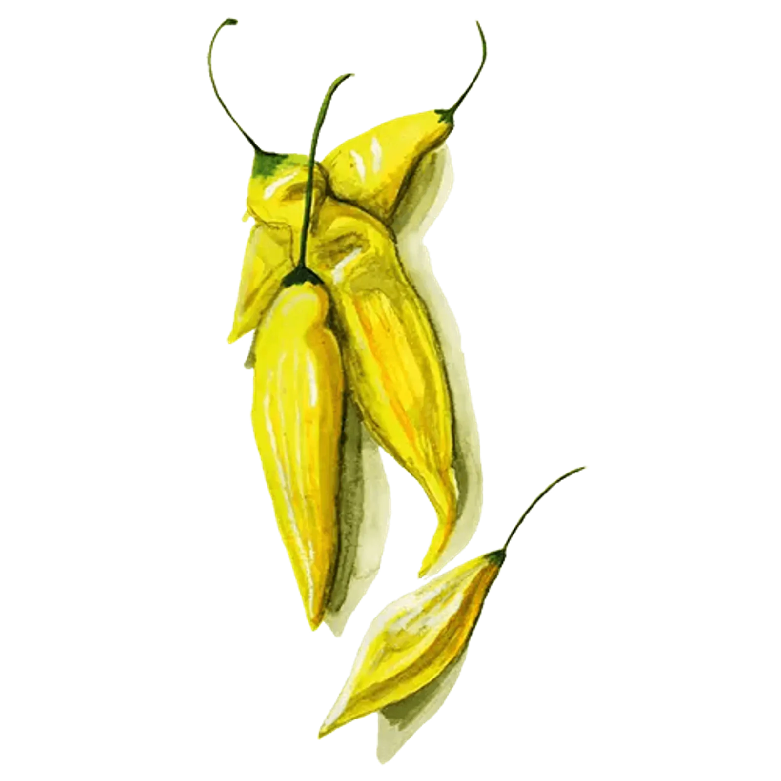 Chili 'Hot Lemon', Frö - bild 1