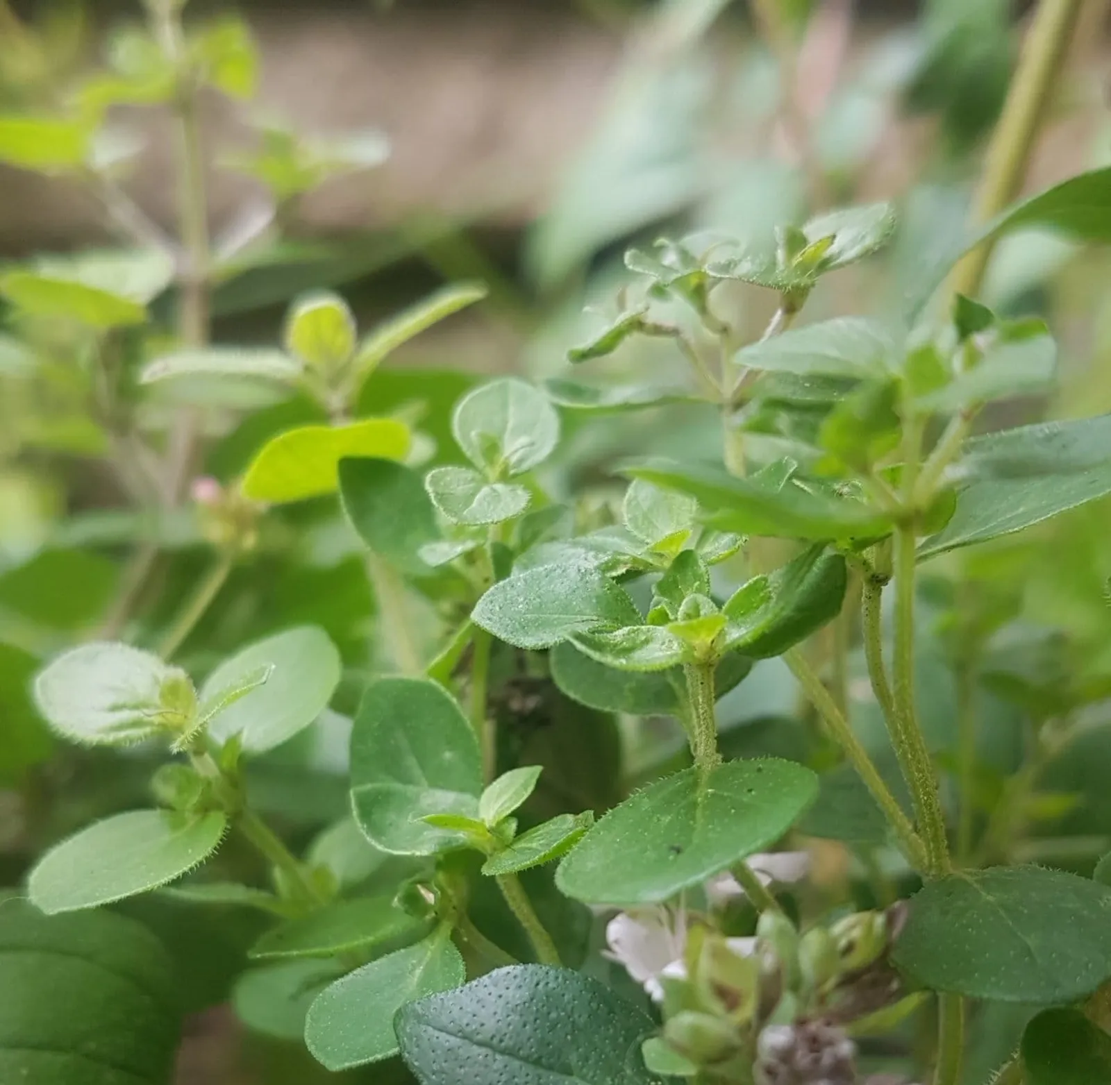 Oregano 'Kungsmynta', ekofrö - bild 2