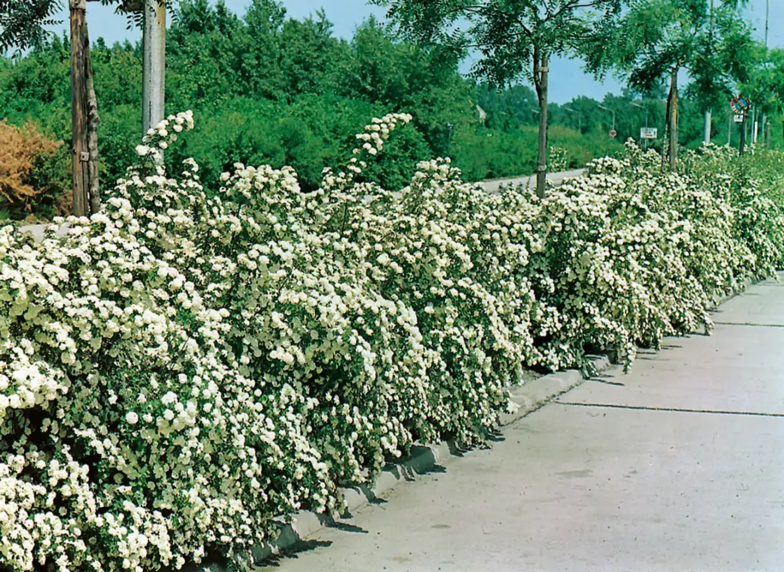 Bukettspirea, 50-80 cm - bild 4