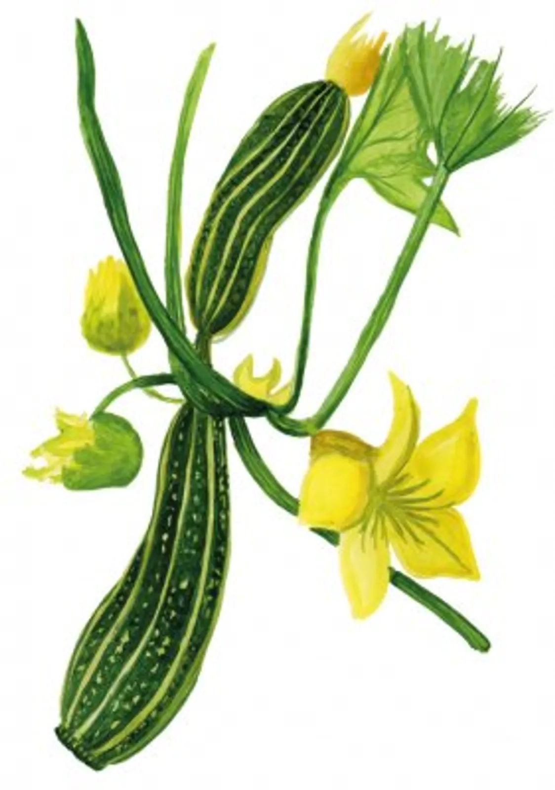 Sommarsquash 'Cocozelle', Frö - bild 1