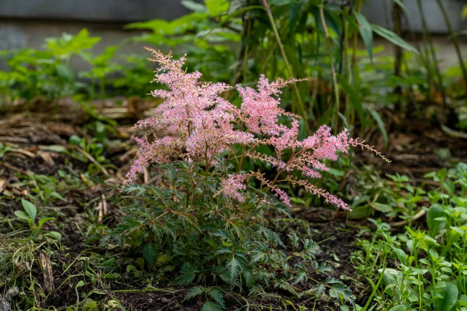 Fjäderastilbe 'Sprite', 3-pack - bild 2