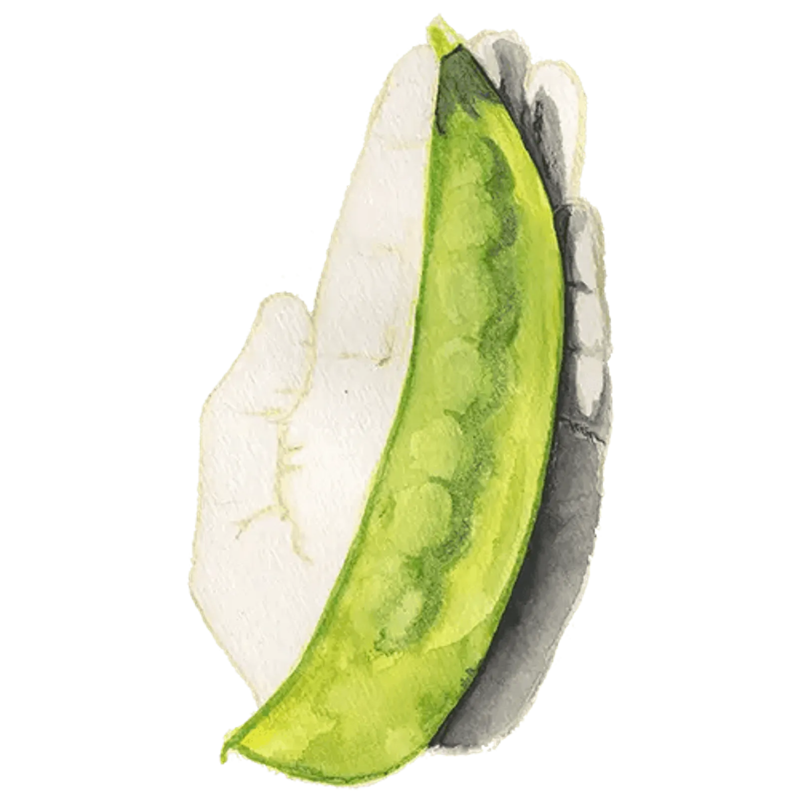 Gråsockerärt 'Lokförare Bergfälts Jätteärt', Frö - bild 1