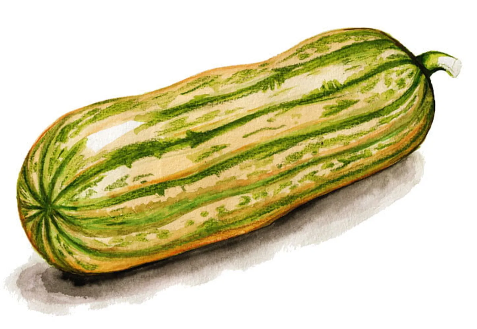 Vintersquash 'Honey Boat Delicata', Frö - bild 1