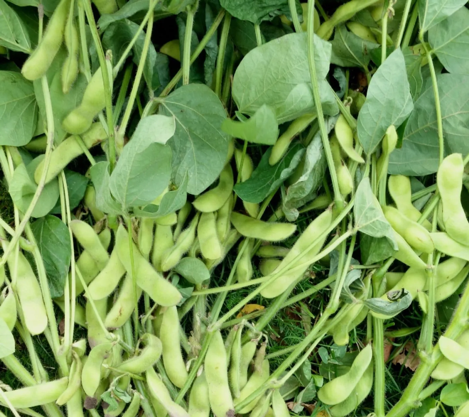 Sojaböna 'Edamame Green Shell', ekofrö - bild 1