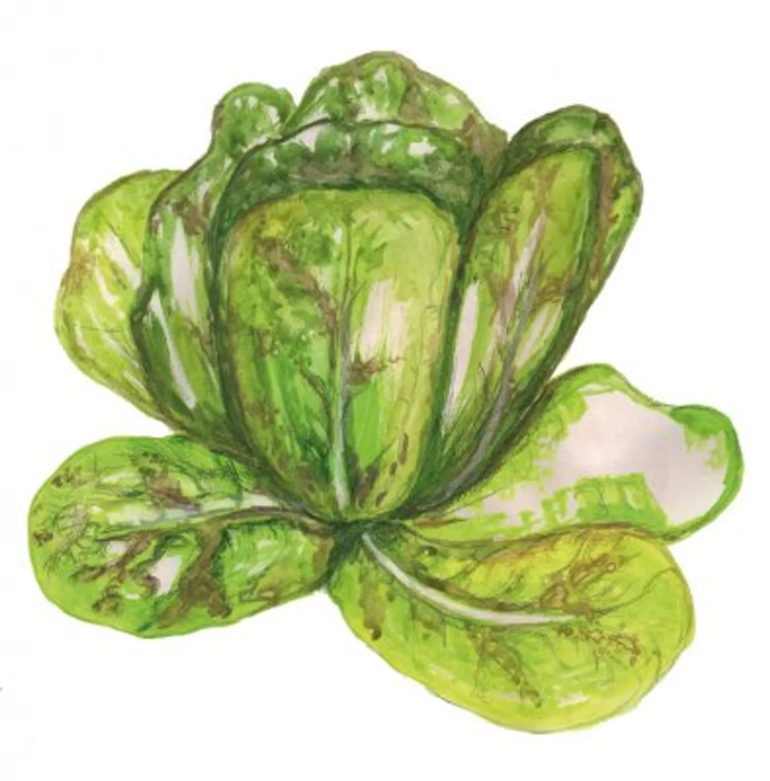Sallat 'Forellenschluss', Frö - bild 1