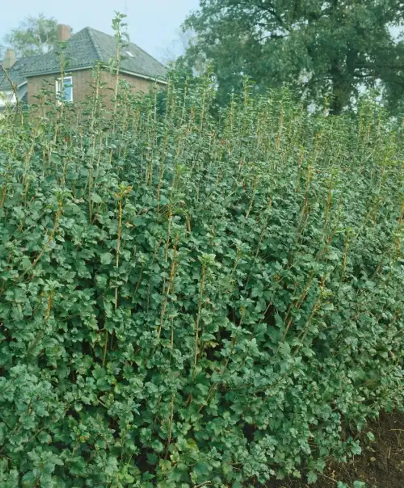 Måbär, 40-60, 2-4 grenar cm - bild 2