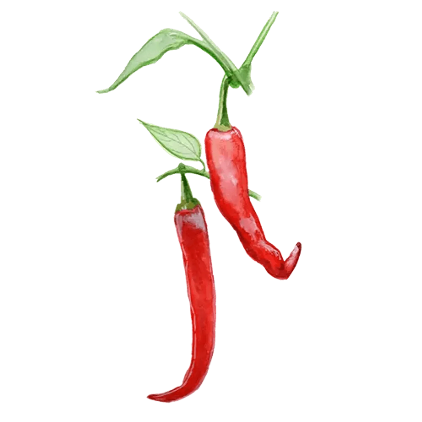 Chili 'De Cayenne', Frö - bild 1