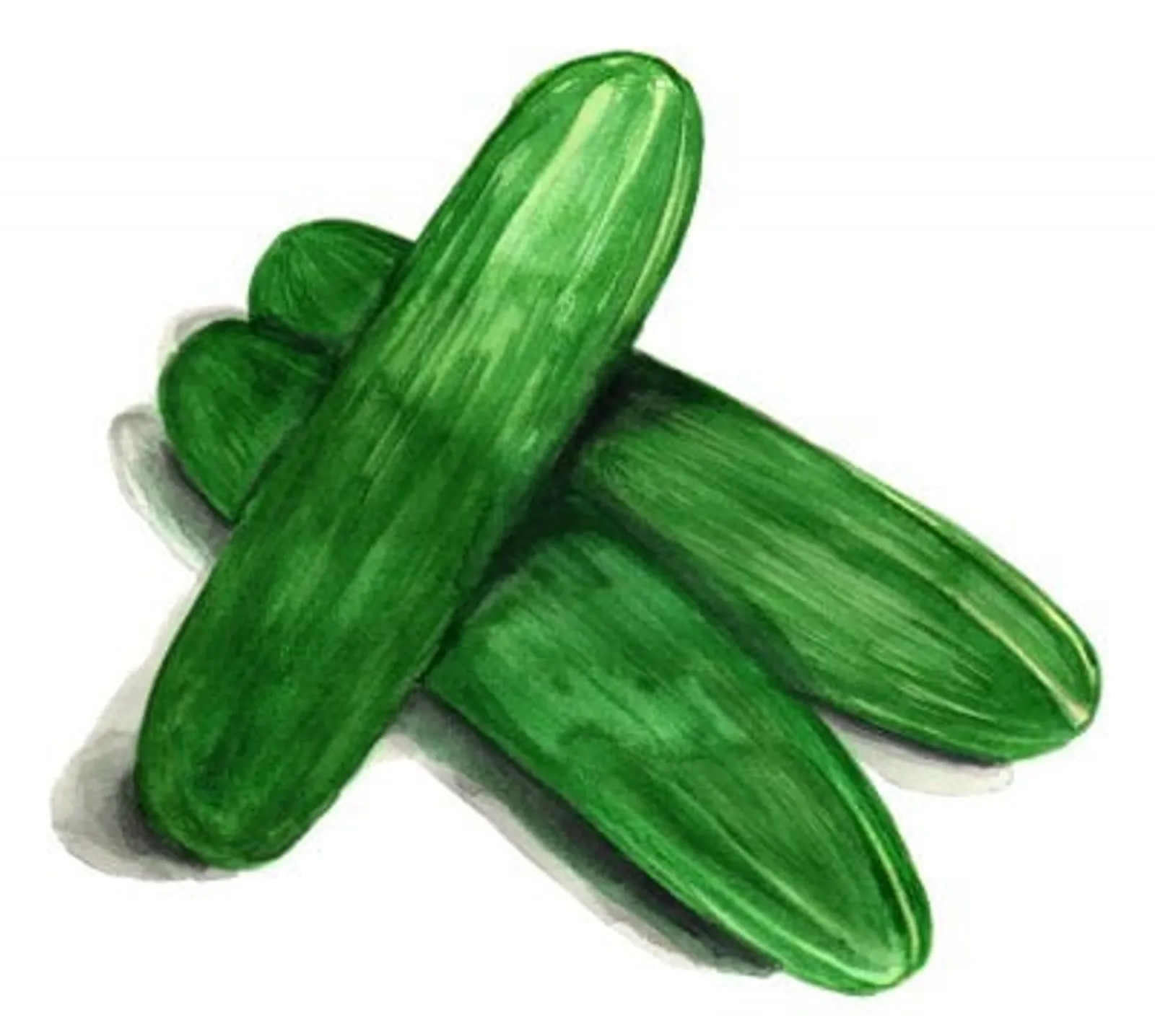 Gurka 'Muncher', Frö - bild 1