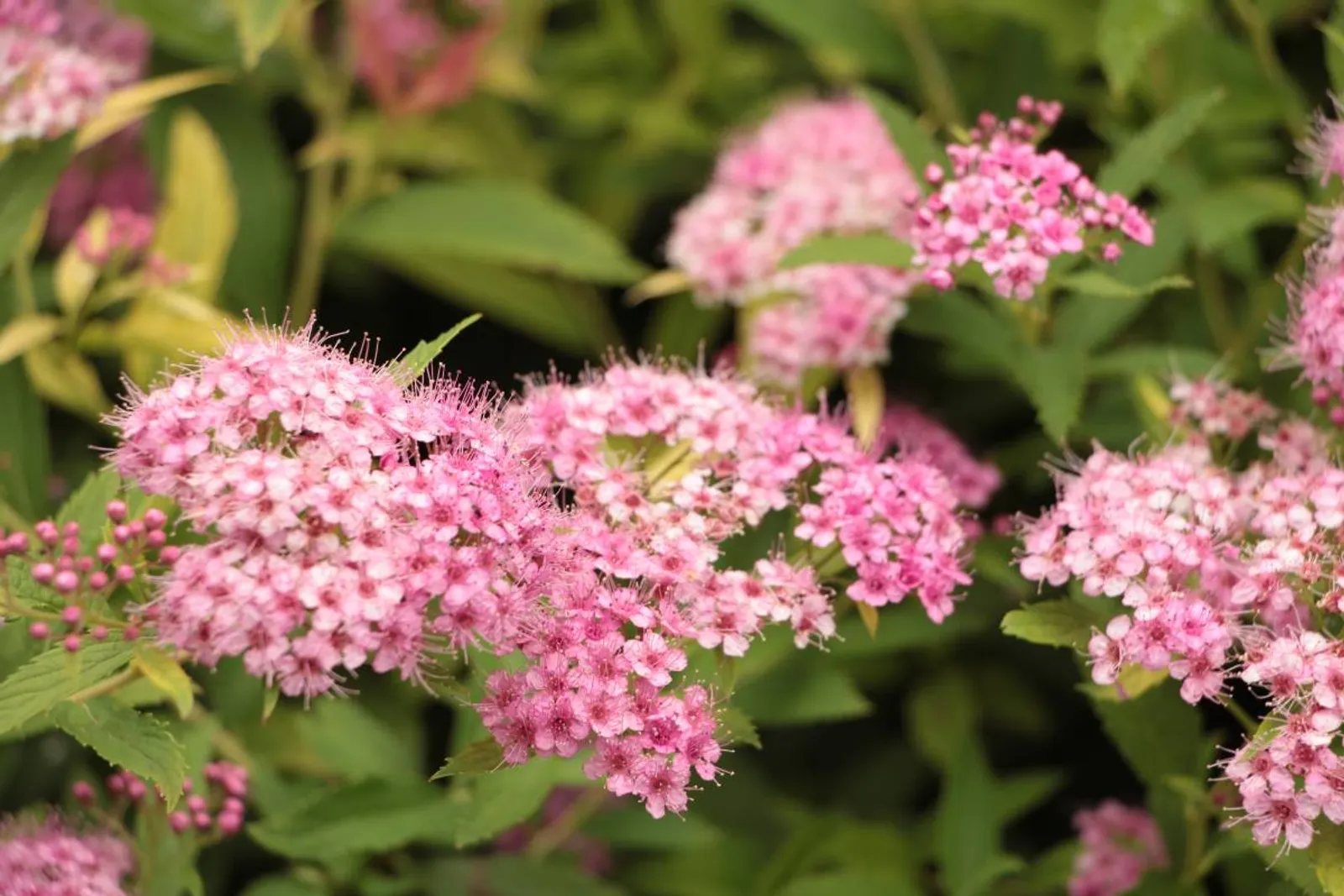 Praktspirea 'Little Princess', 10-20 cm - bild 1