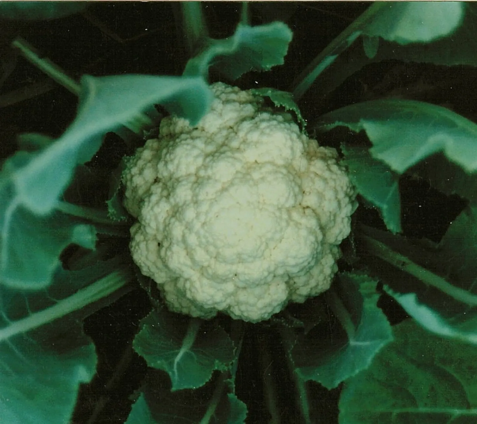 Blomkål 'Neckarperle', ekofrö - bild 1