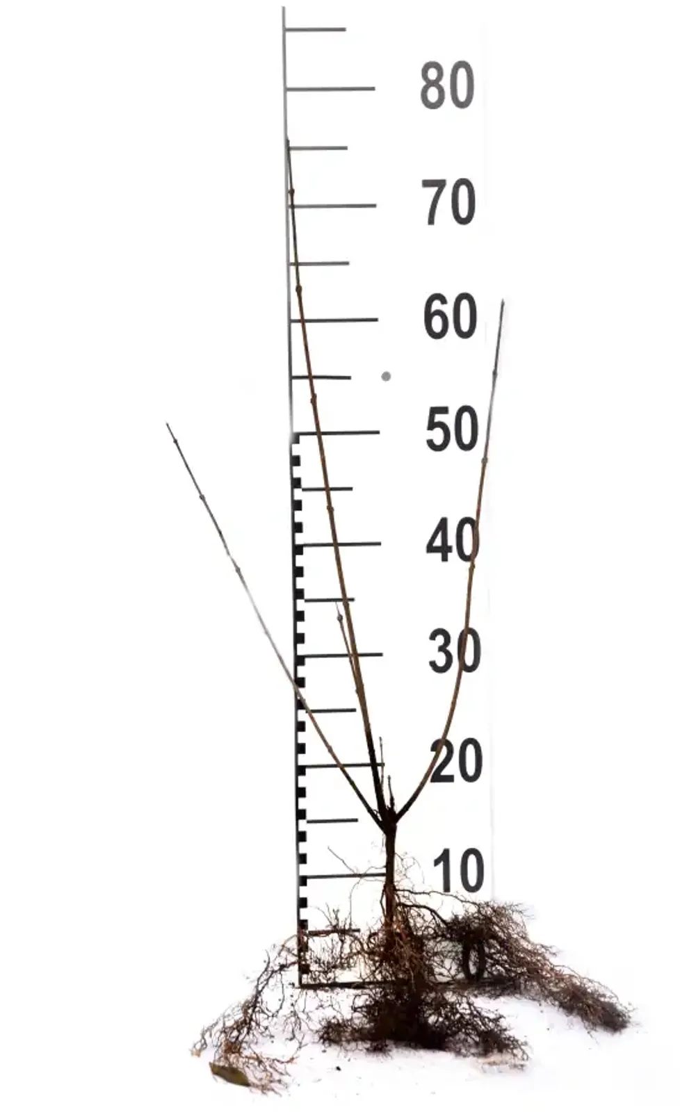 Liguster, 40-60 cm - bild 6