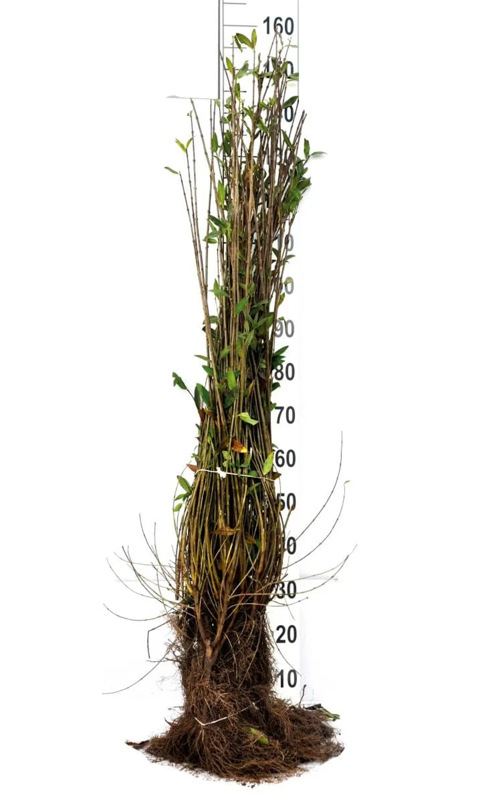 Vinterliguster 'Liga', 80-120 cm, Goliat - bild 5