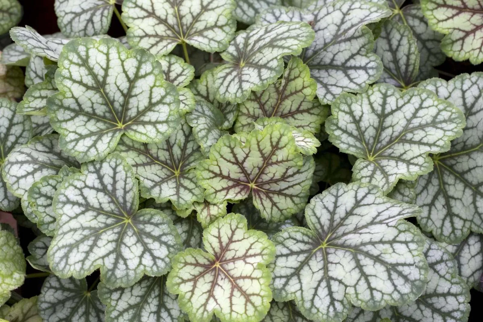 Alunrot 'Green Spice', 3-pack - bild 1