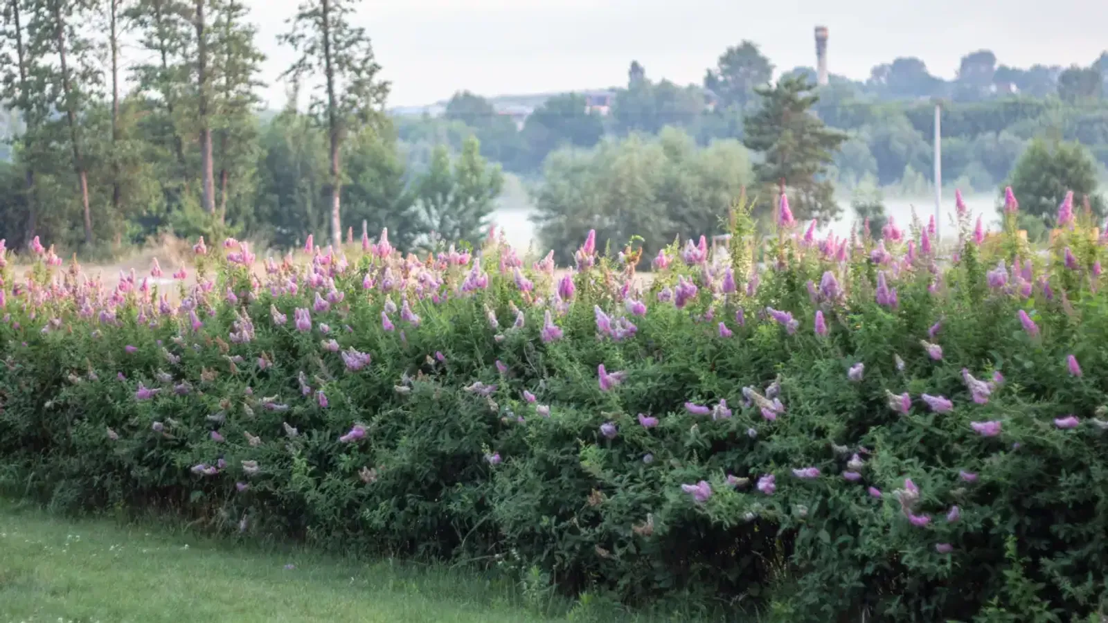 Klasespirea, 50-80 cm - bild 1