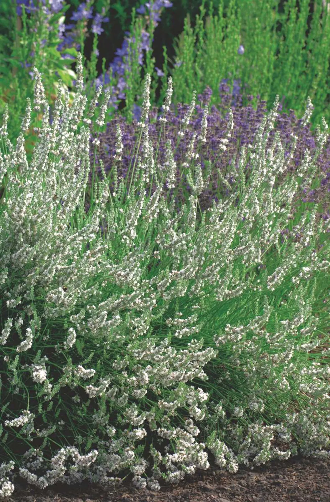 Lavendel 'Edelweiss', 15-pack - bild 1