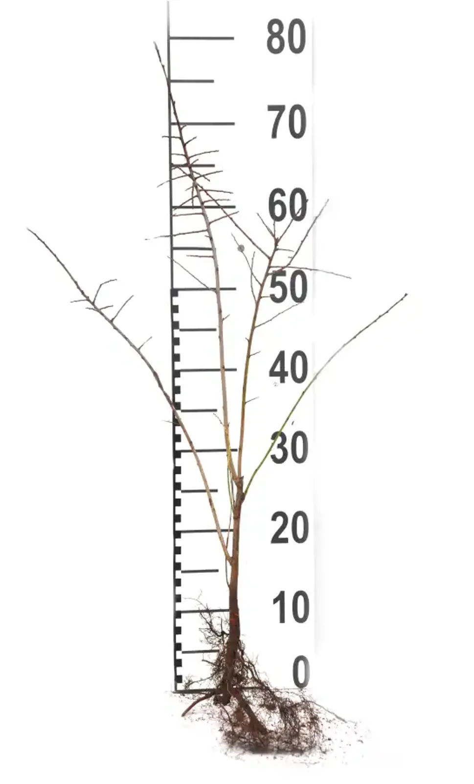 Slån, 50-80 cm - bild 6