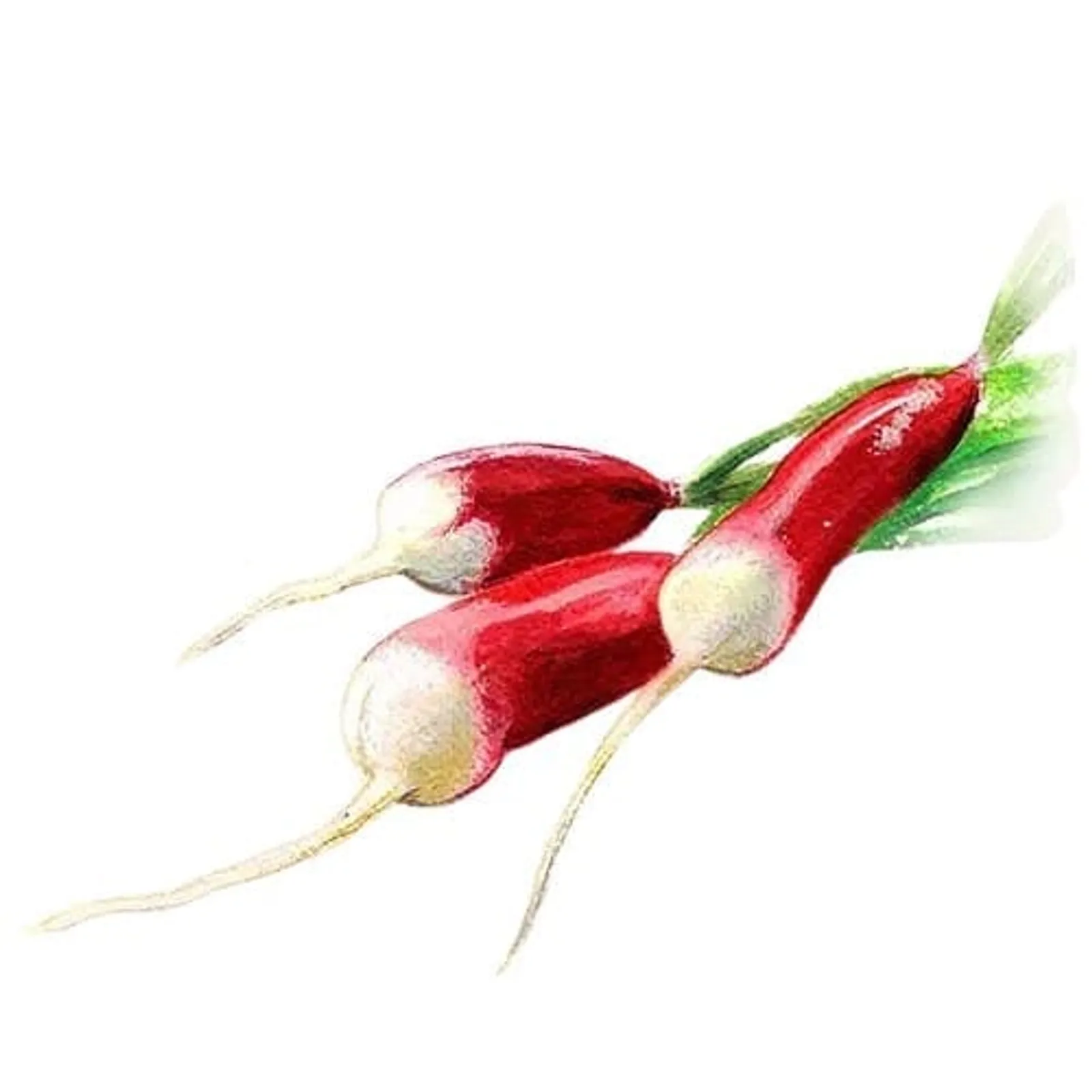 Rädisa 'Flamboyant', Frö - bild 1