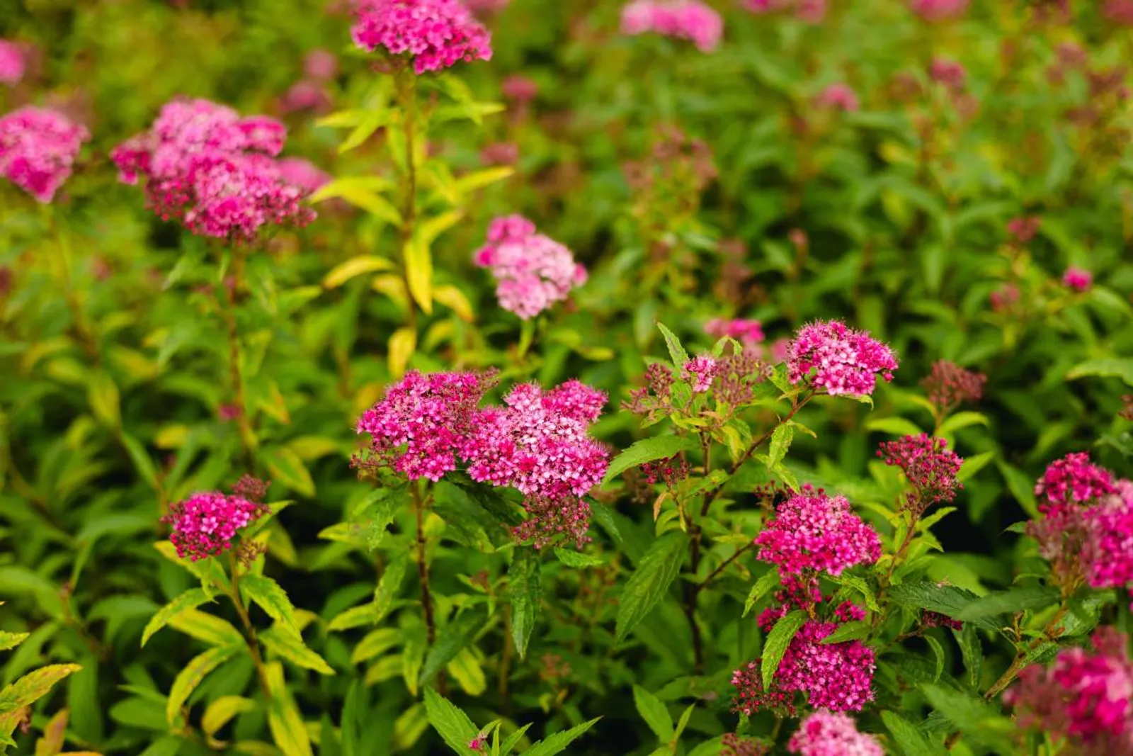 Praktspirea 'Sapho', 10-20 cm - bild 3