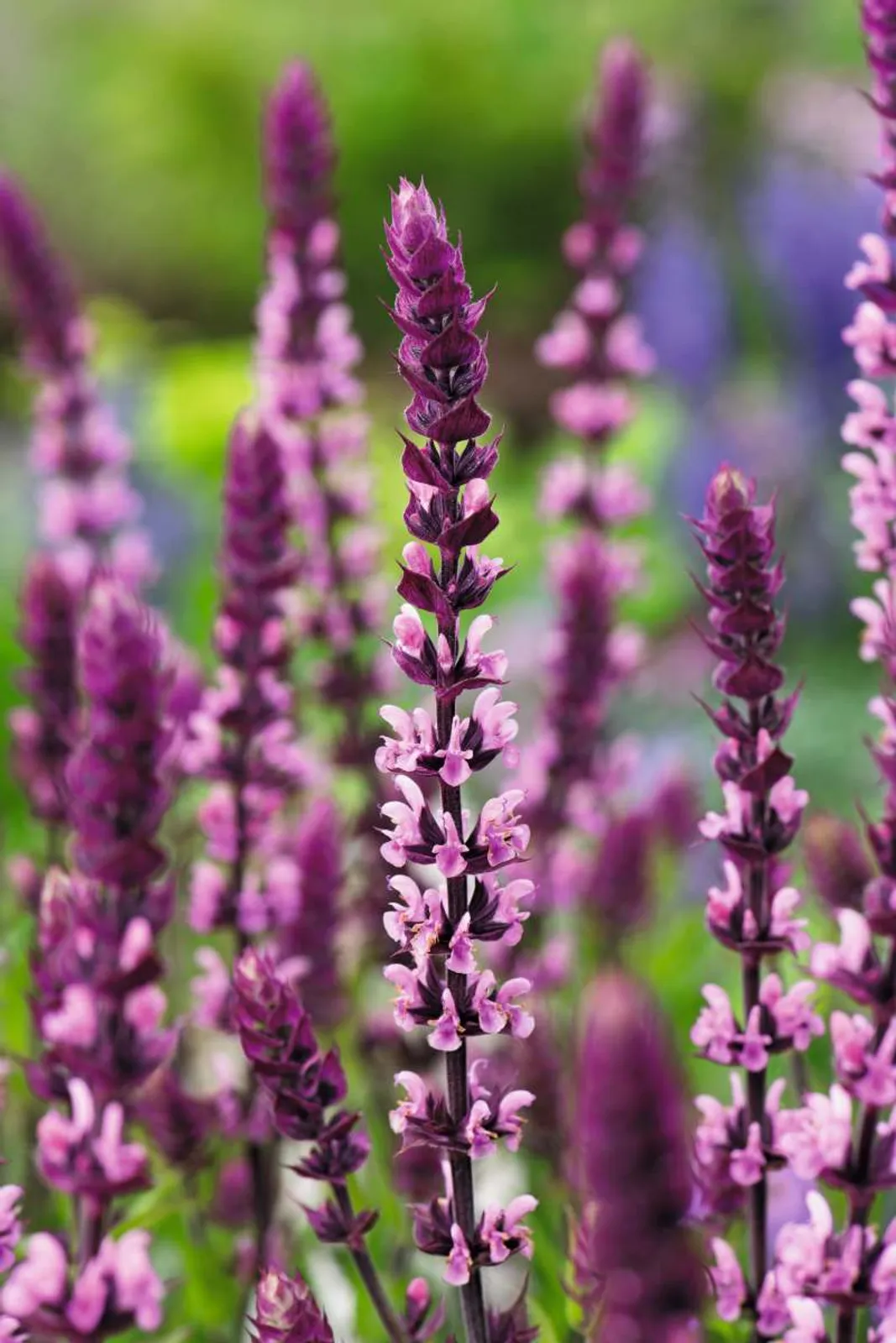 Stäppsalvia Caradonna Pink ('Tuitsalv'), 15-pack - bild 1