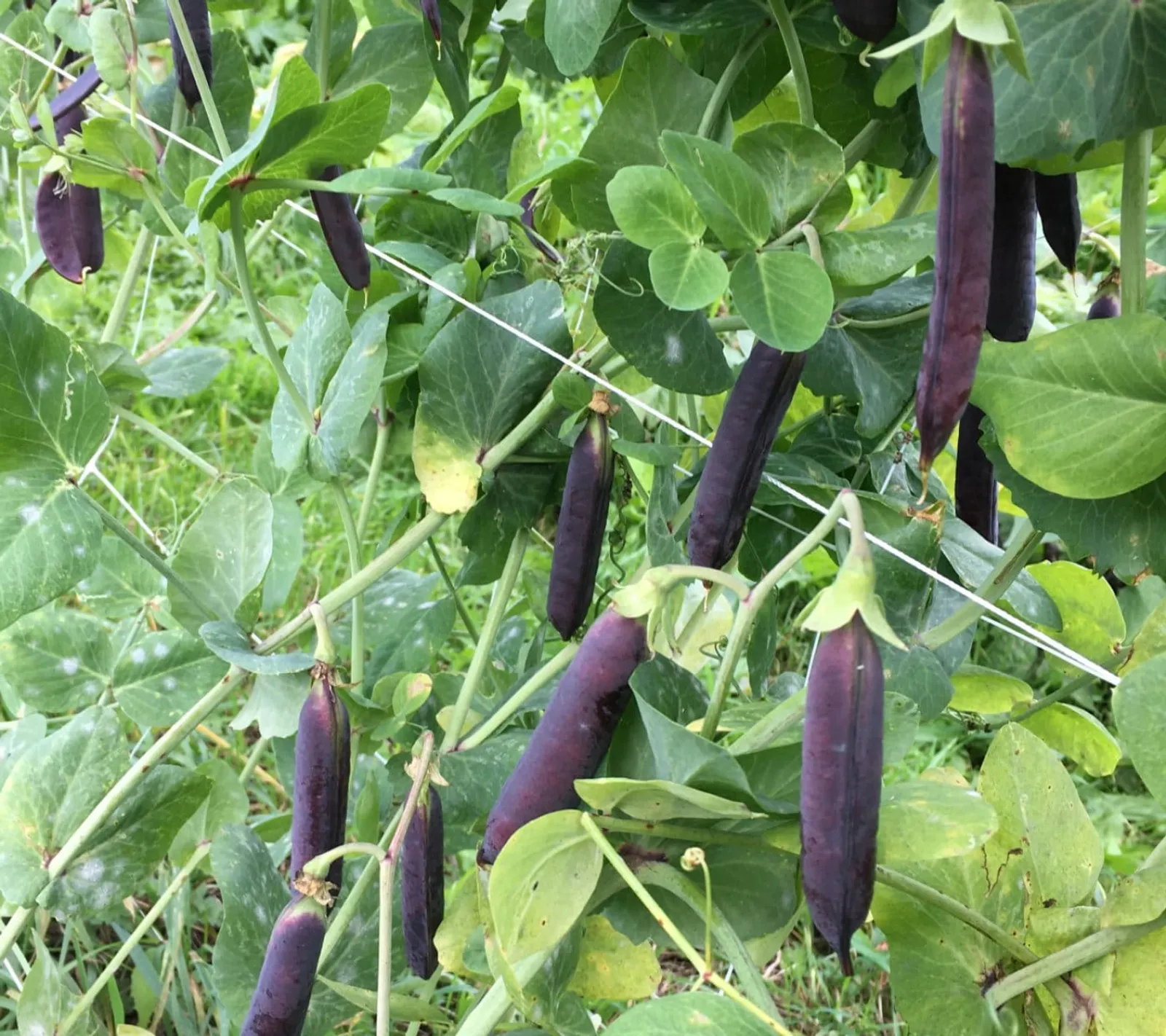 Spritärt 'Blauwschokker', ekofrö - bild 1
