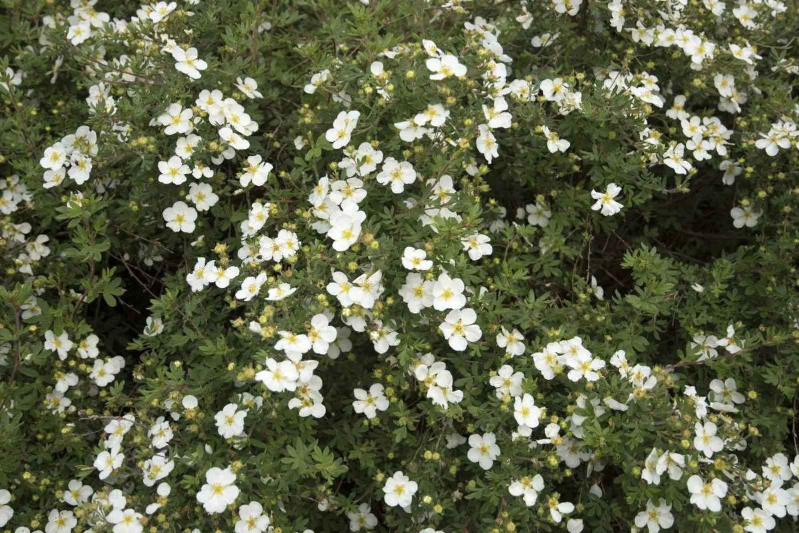 Trädgårdstok 'Abbotswood', 20-40 cm - bild 2