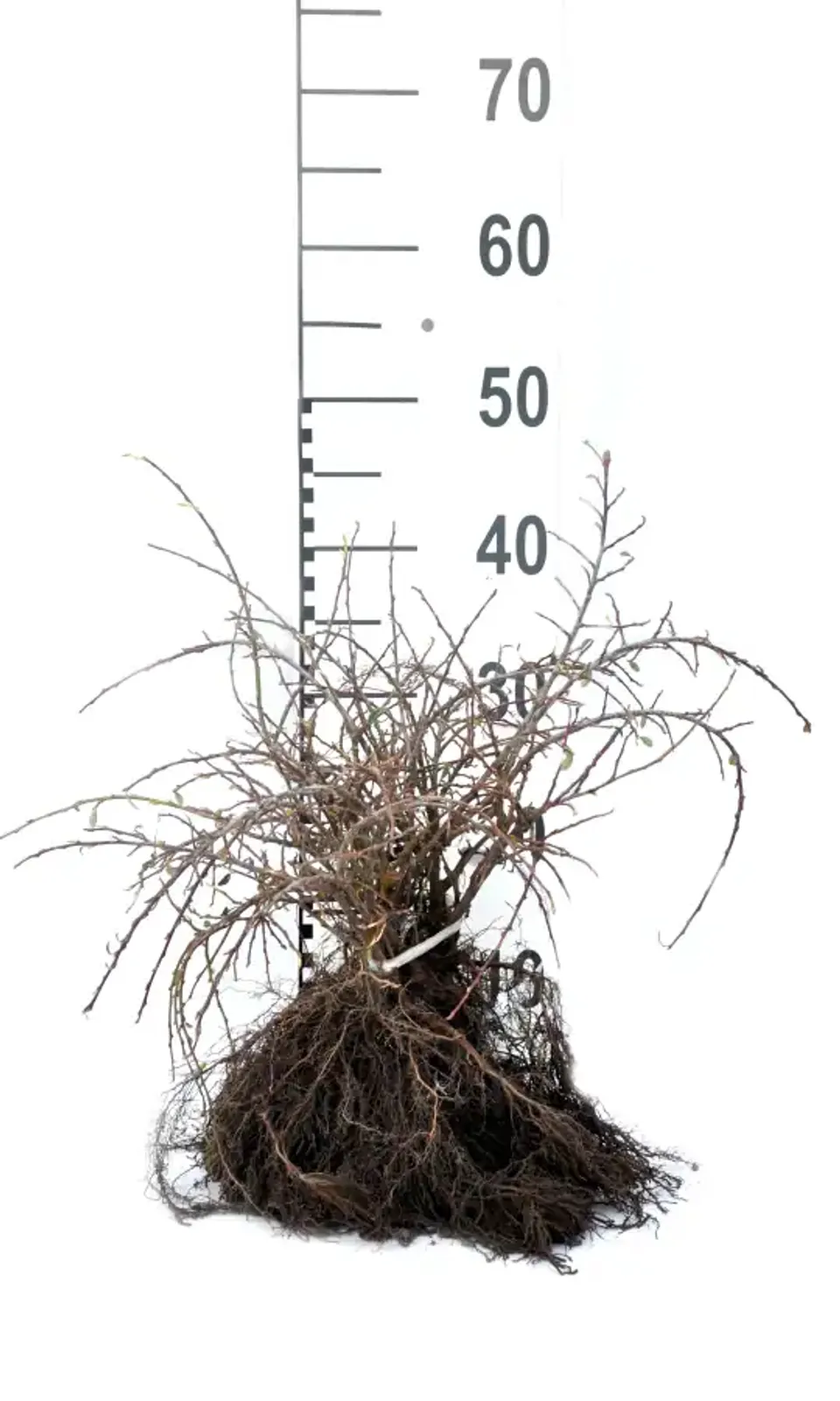 Svenskt parkoxbär 'Coral Beauty', 20-40 cm - bild 4