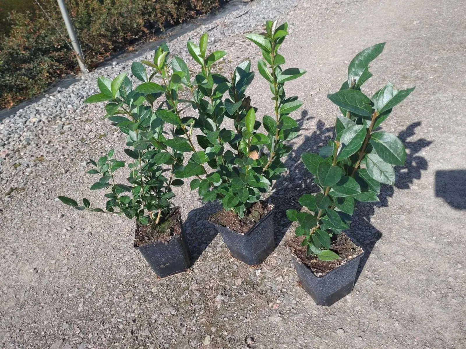 Bredbladig liguster, 30-40 cm - bild 4