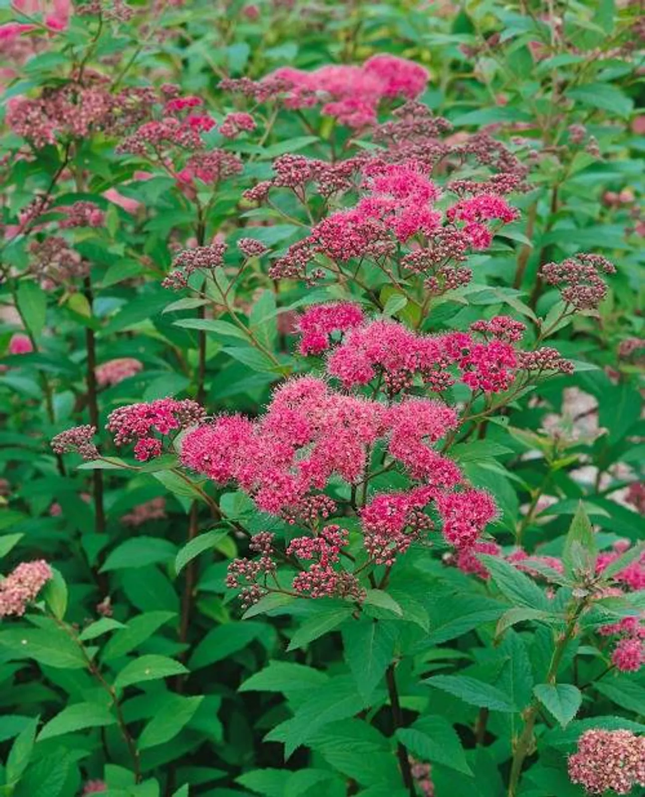Praktspirea 'Sapho', 10-20 cm - bild 1