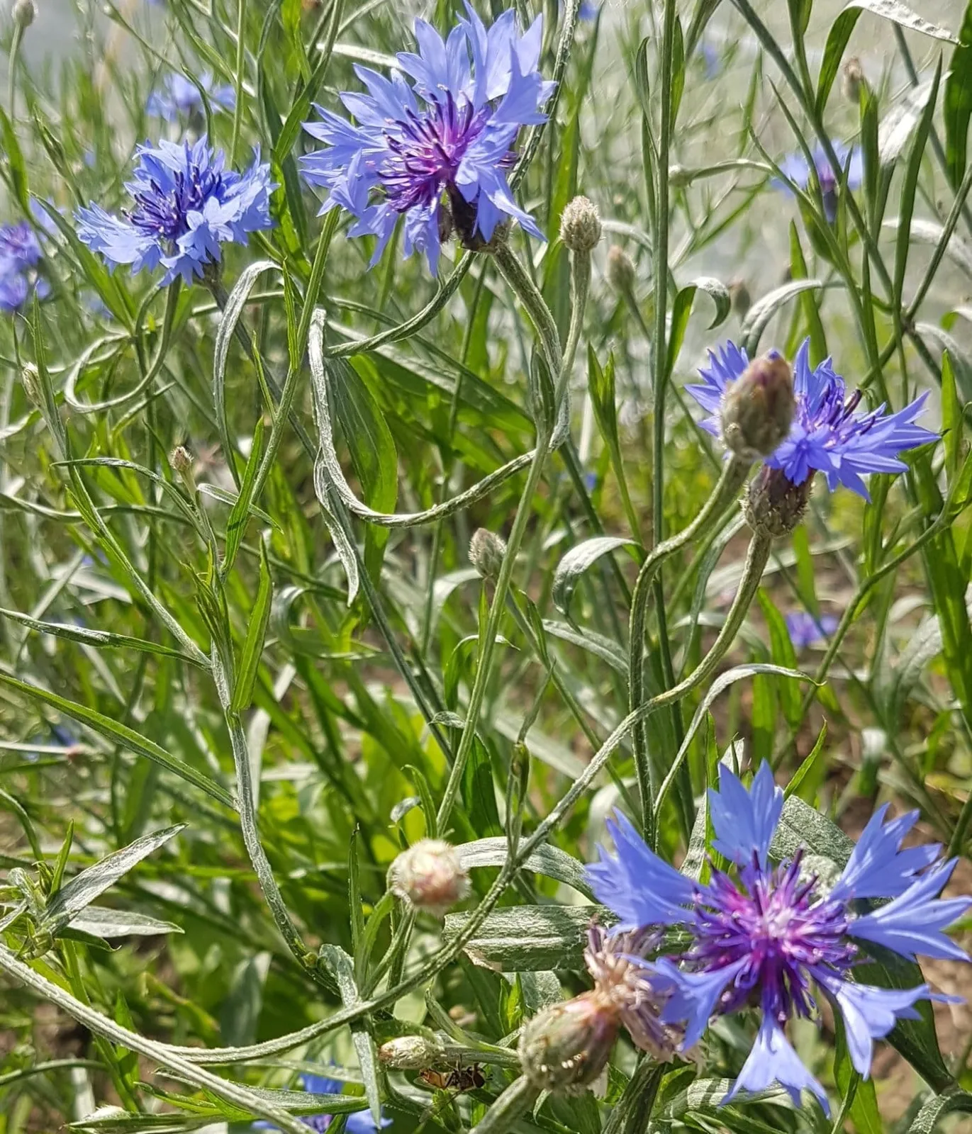 Klint 'Blue Boy', ekofrö - bild 2