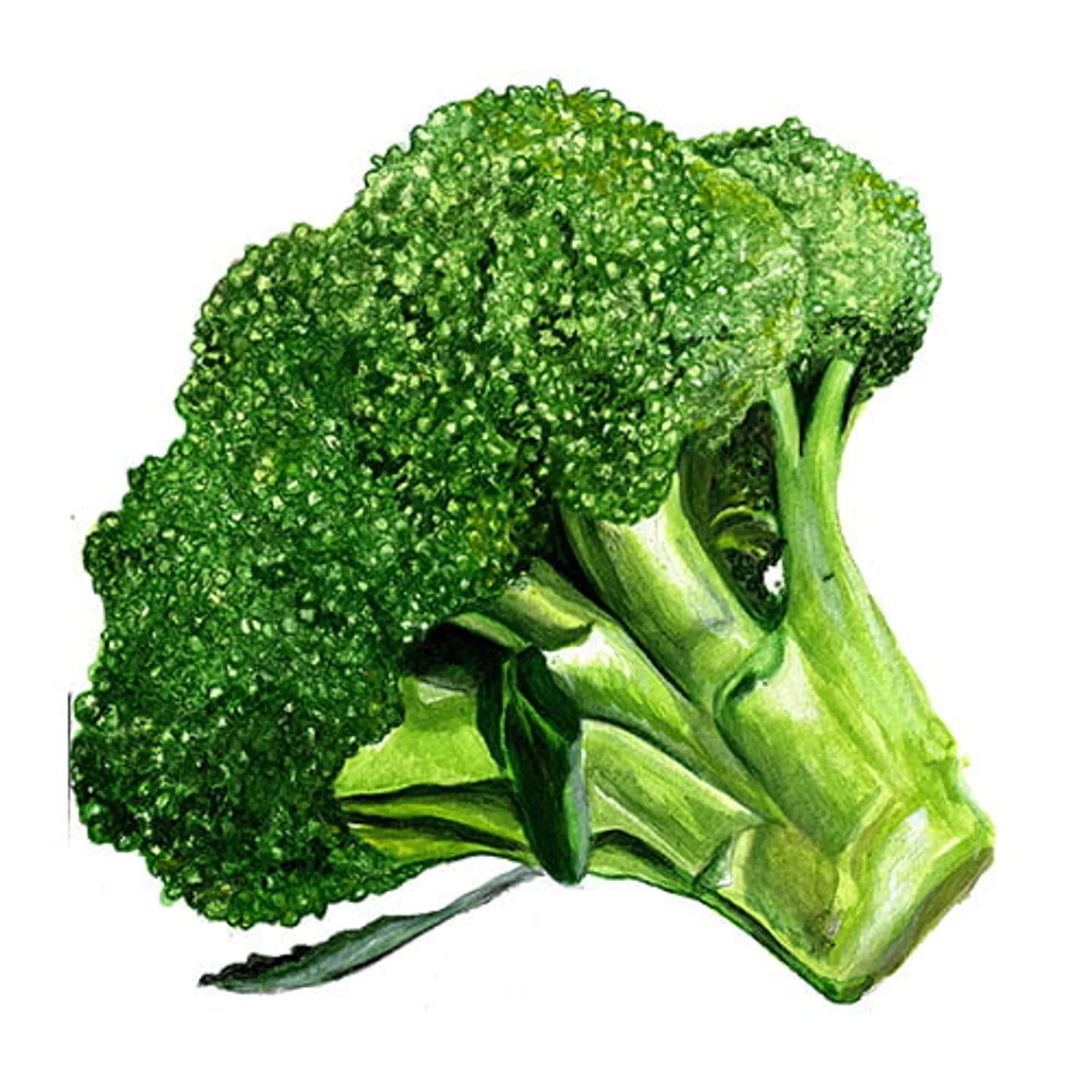 Broccoli 'Rasmus', Frö - bild 1