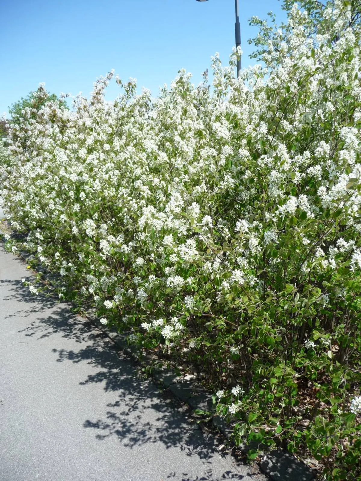 Häggmispel , 20-40 cm - bild 2